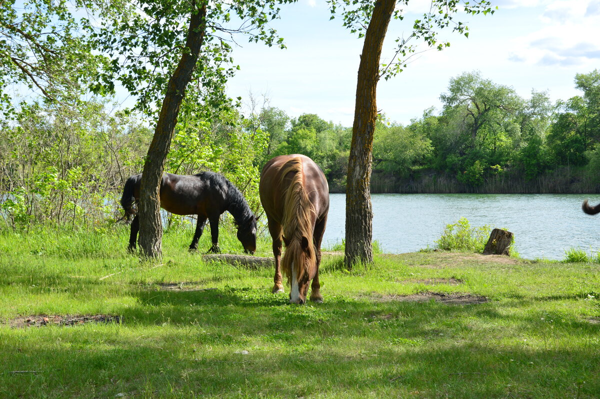 На пастбище. - Виктор 