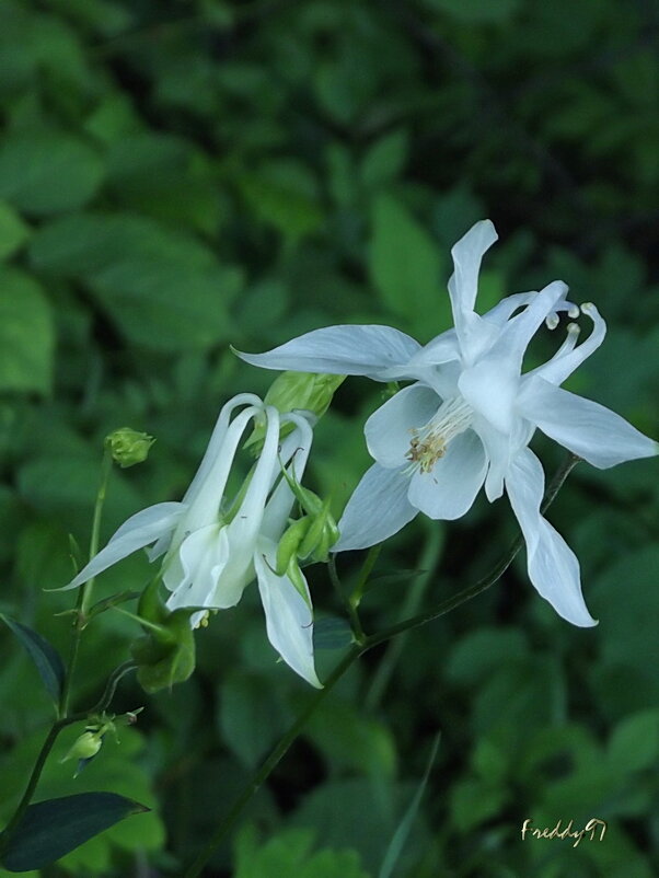 Водосбор - Freddy 97