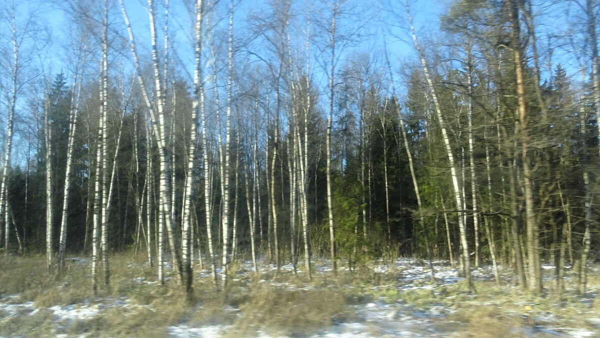 Молодые подмосковные березки - Татьяна Р Молодые подмосковные березки - Татьяна Р