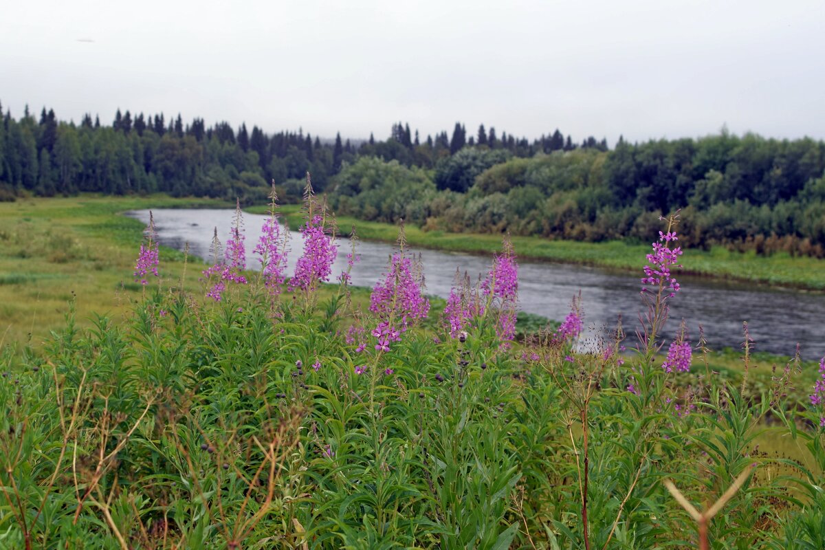 Иван -чай. - ВикТор Быстров