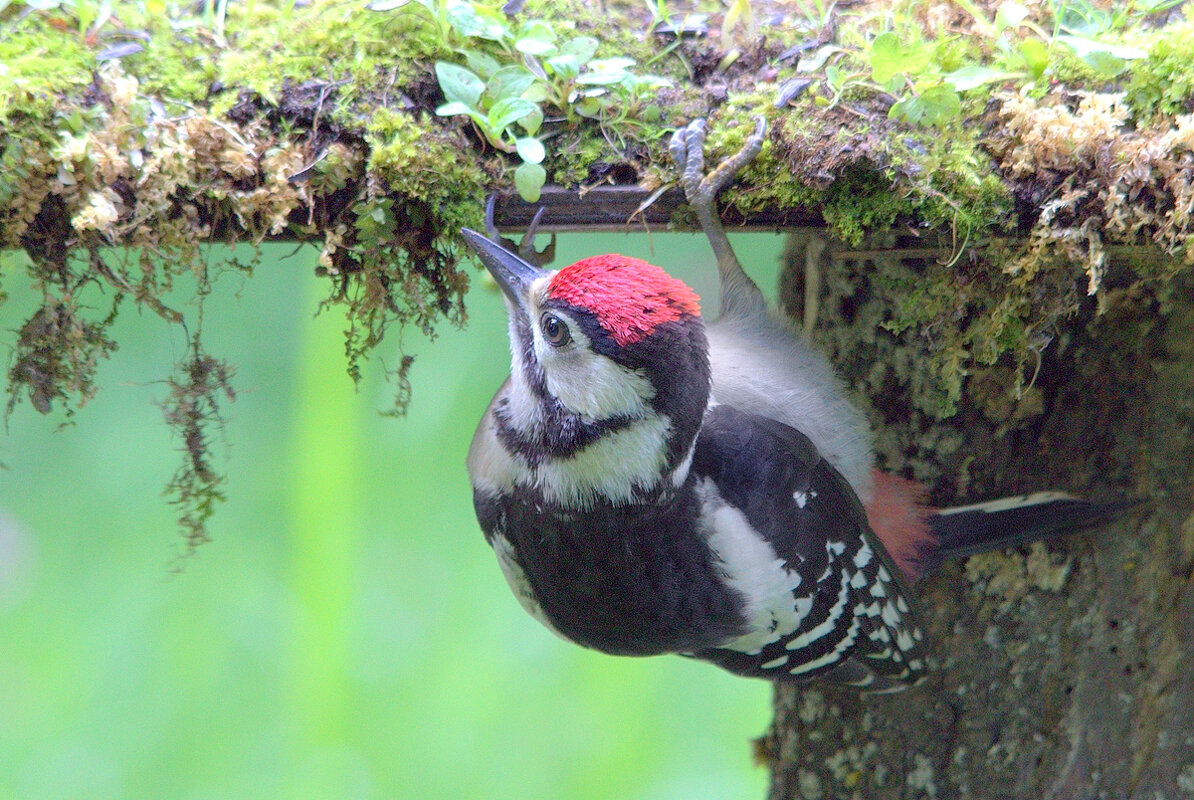 Любопытство - Вячеслав Минаев