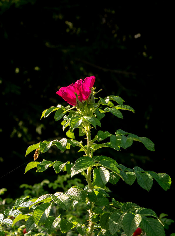 *** - Игорь Николаев