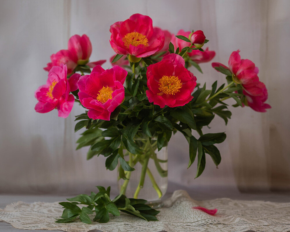 Пионы - Елена Ахромеева Пионы - Елена Ахромеева