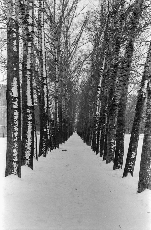 В зимних тополях! - Михаил Соколов В зимних тополях! - Михаил Соколов