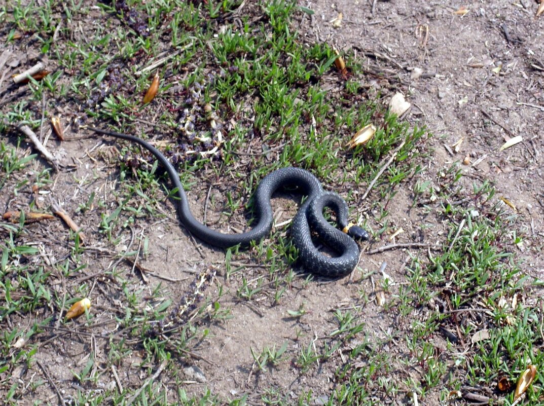 Вот такая встреча. - Ирина ***