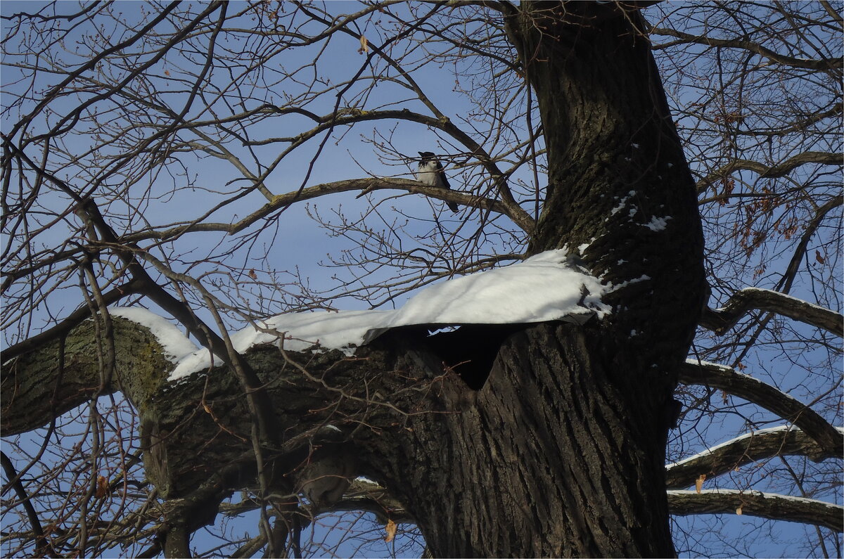 ворона на старой липе - sv.kaschuk 