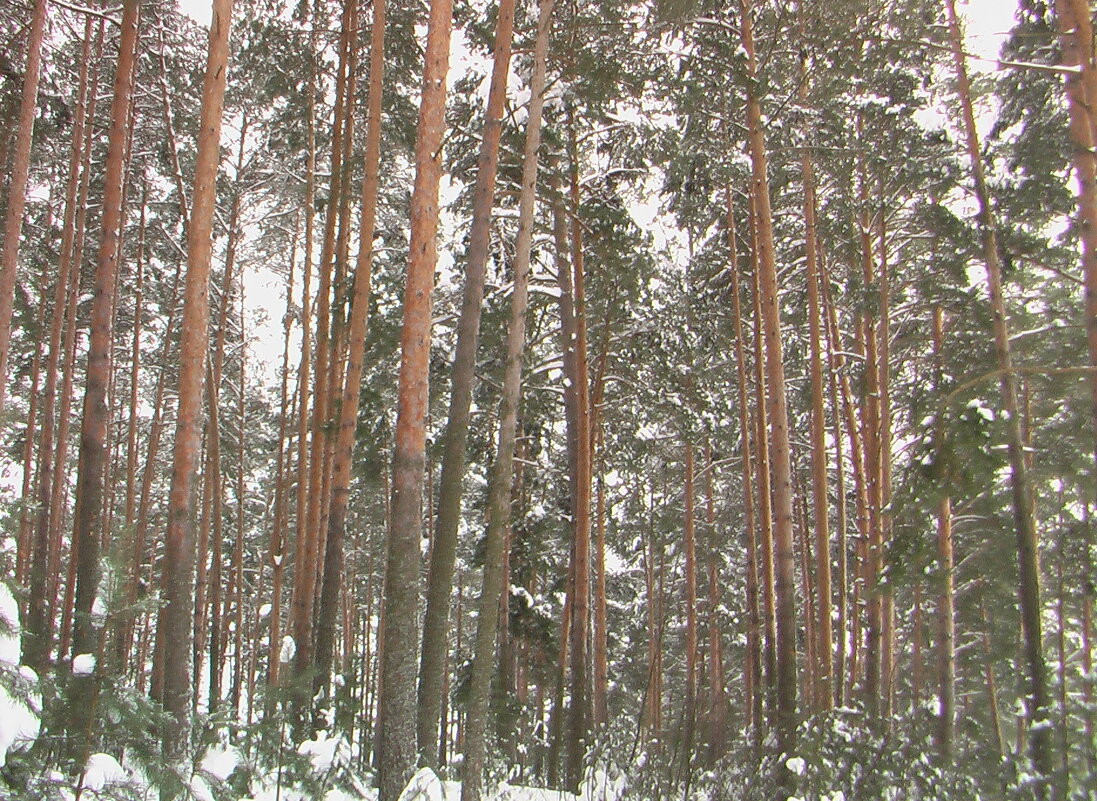 Деревья - fogmeadowww m Деревья - fogmeadowww m