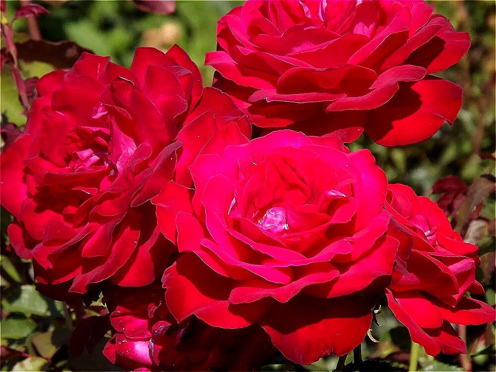 Магия алых роз "Огненные сердца!" - Нина Андронова