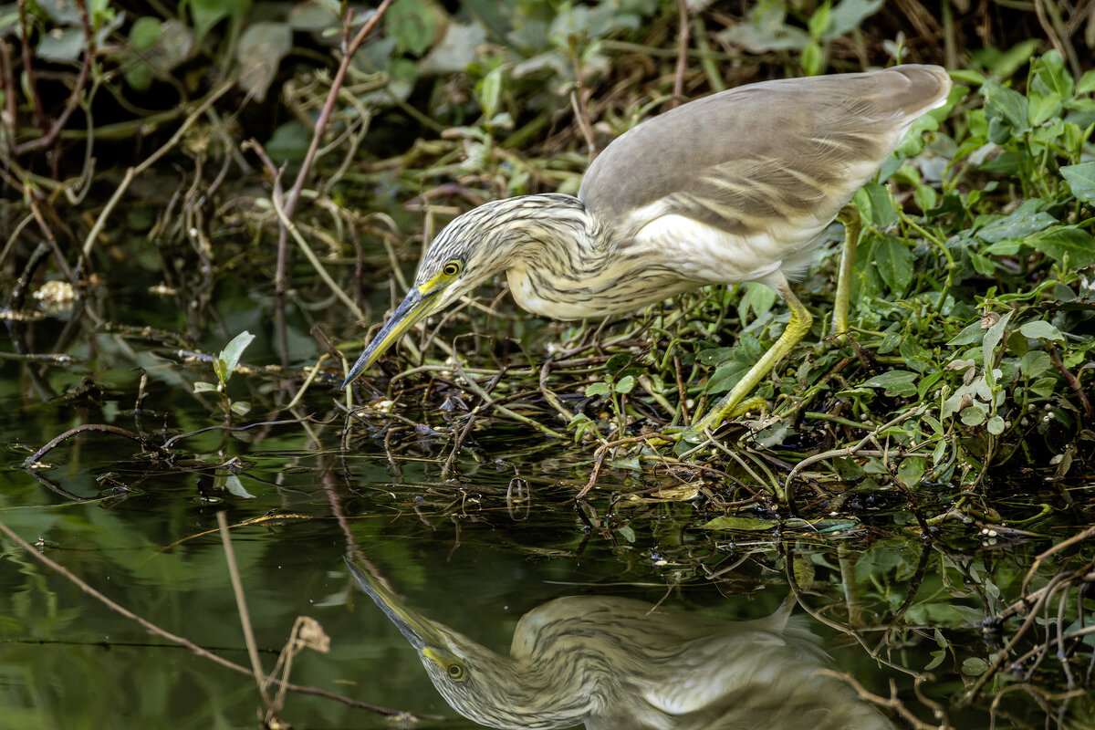 Жёлтая цапля. - Alexander Amromin