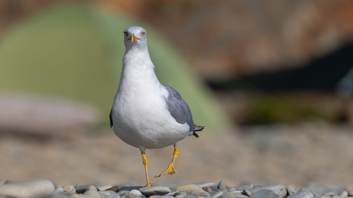 Морская чайка - Владимир Лазарев