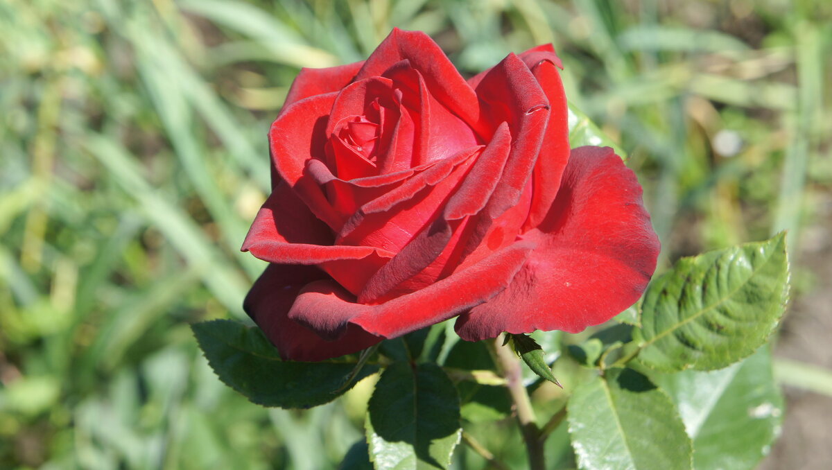 С праздником друзья! - сергей ермошкин