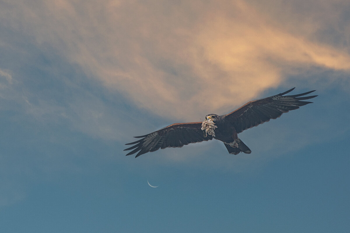 Природа жестока - Svetlana Galvez