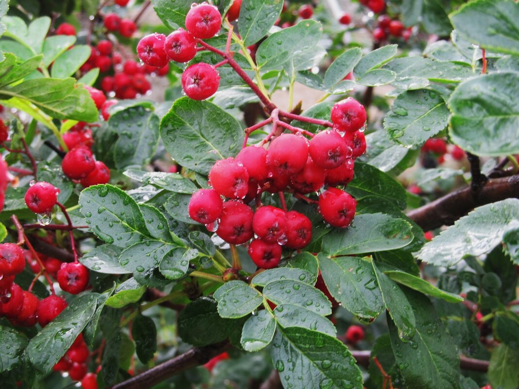 после дождя - Елена Шаламова после дождя - Елена Шаламова