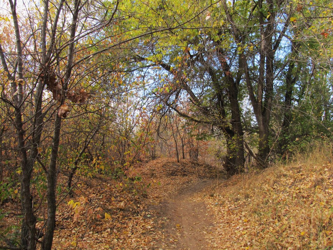 осенними тропинками. листьями шурша - Елена Шаламова осенними тропинками. листьями шурша - Елена Шаламова