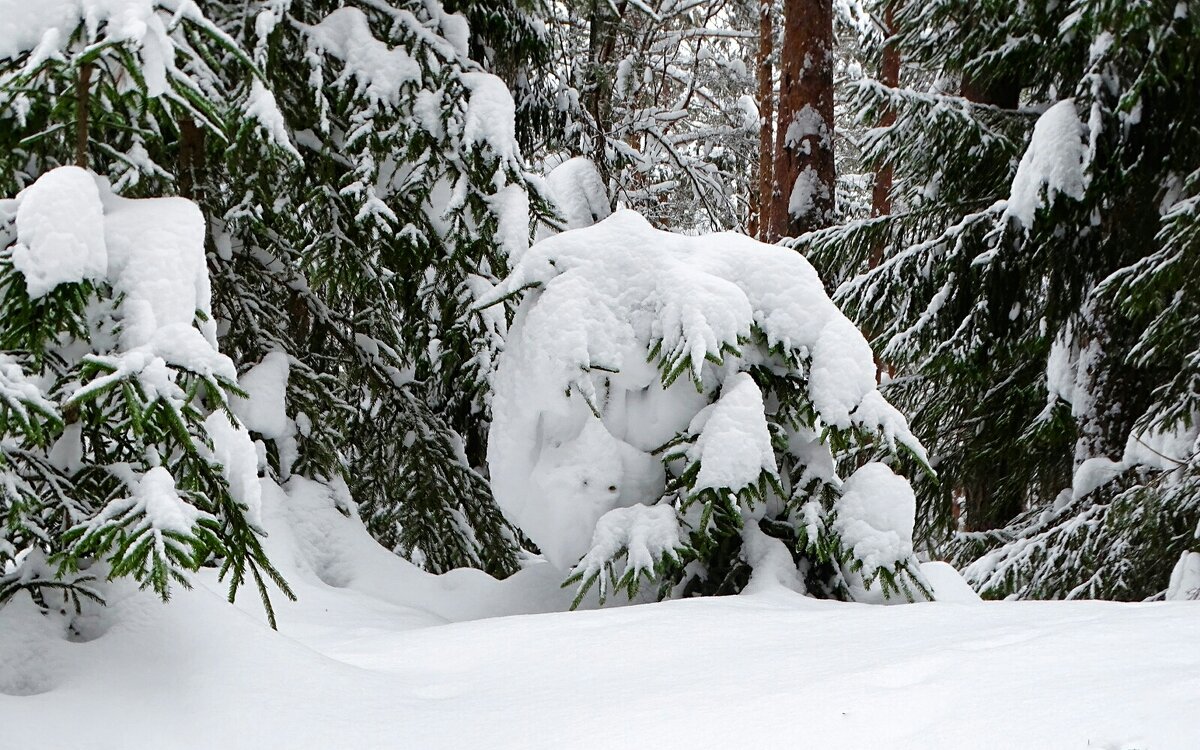 О красоте зимнего леса. - Милешкин Владимир Алексеевич 
