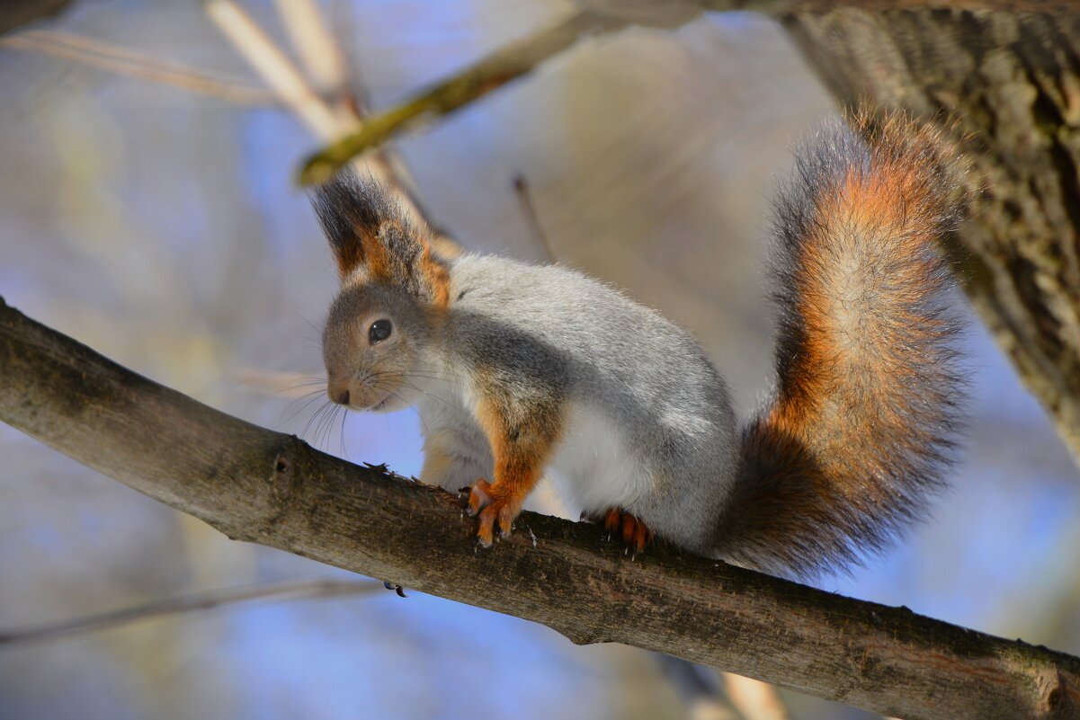 Белка - Константин Анисимов