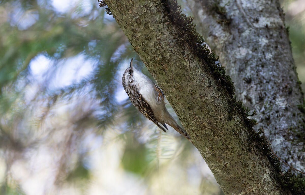 пищуха - юрий макаров