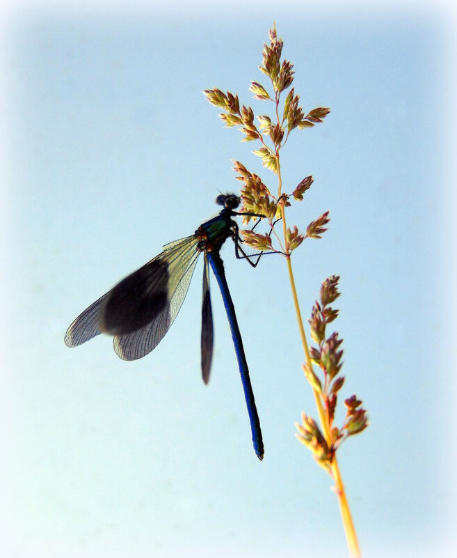 Лапки, словно паутинки, цепко обняли травинку. - nadyasilyuk Вознюк Лапки, словно паутинки, цепко обняли травинку. - nadyasilyuk Вознюк
