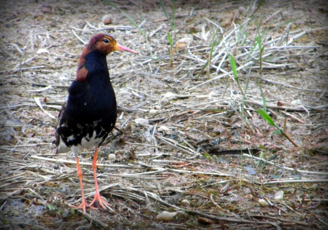 Куличок. - nadyasilyuk Вознюк