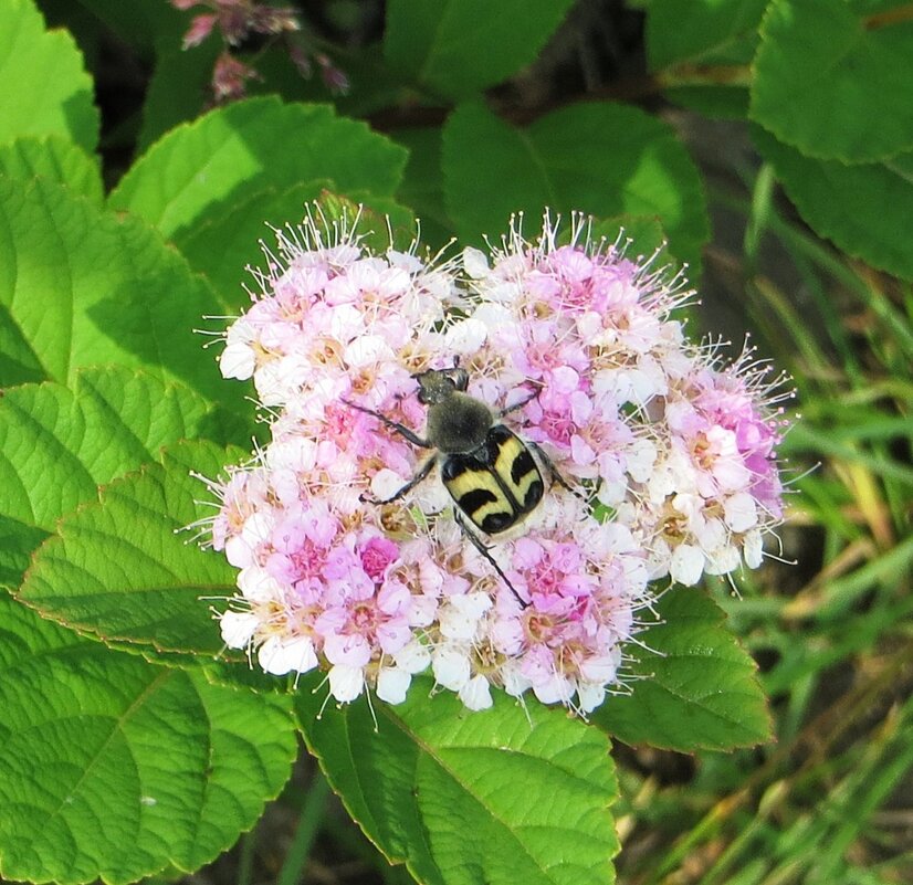Восковик - Лариса С.