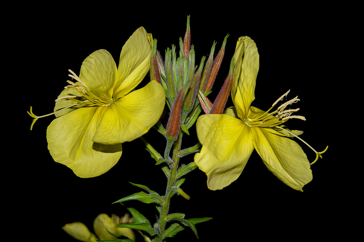 Эноте́ра - Aleksandr . Эноте́ра - Aleksandr .