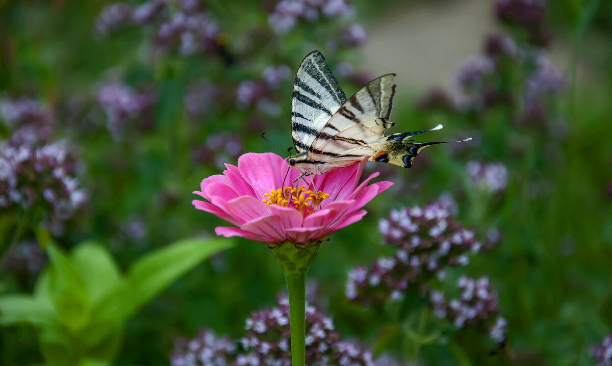 Душа, она, как бабочка, стоит ее чуть согреть, как она просыпается и начинает порхать - Наталья Димова Душа, она, как бабочка, стоит ее чуть согреть, как она просыпается и начинает порхать - Наталья Димова