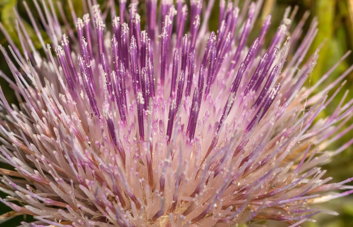 Краски лета. Цветок чертополоха. - Алексей Трухин Краски лета. Цветок чертополоха. - Алексей Трухин