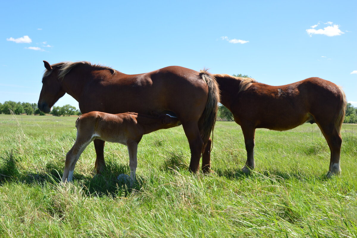 Обед в поле. - Виктор 