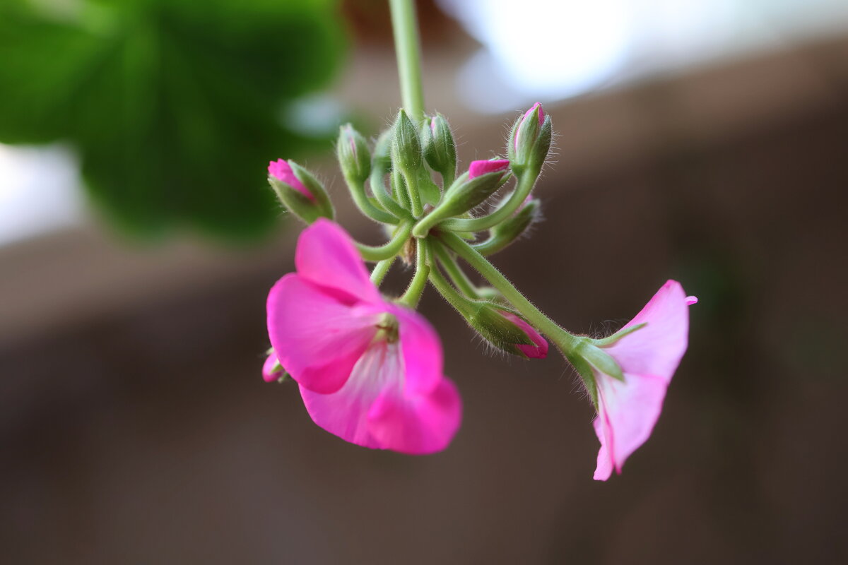 Домашние цветы - Александр Ш