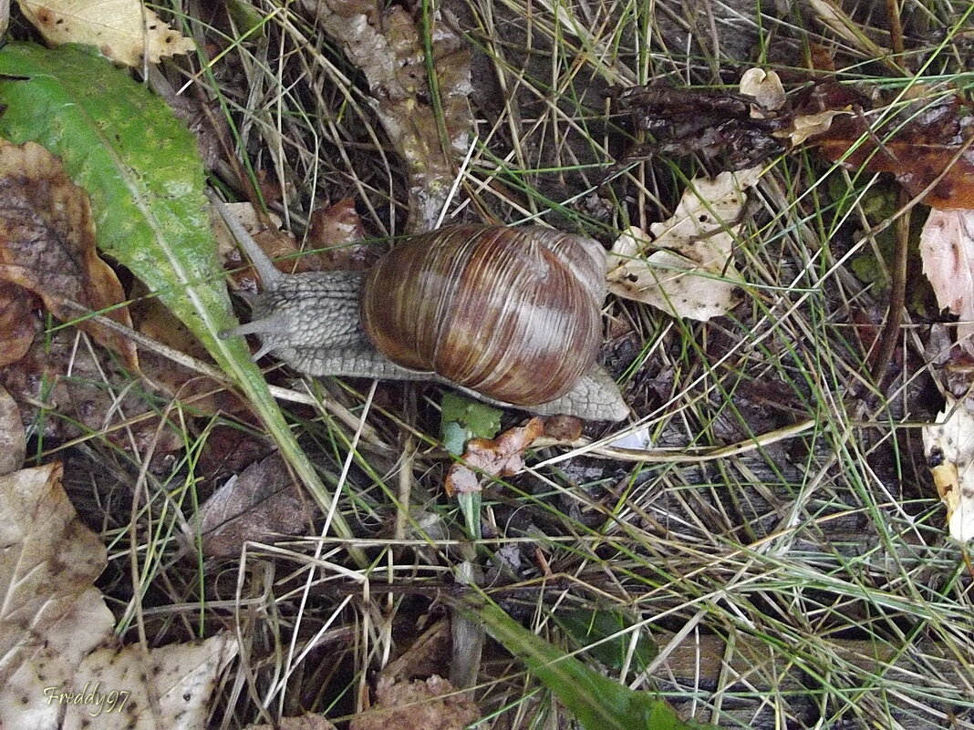 Улитка - Freddy 97