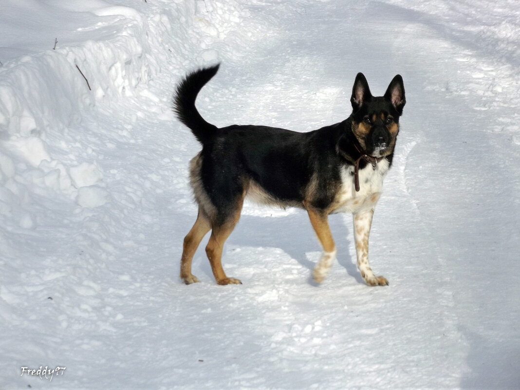 На прогулке... - Freddy 97 На прогулке... - Freddy 97