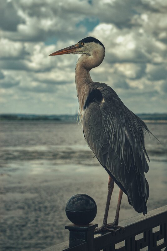 Цапля на набережной! - Сергей В