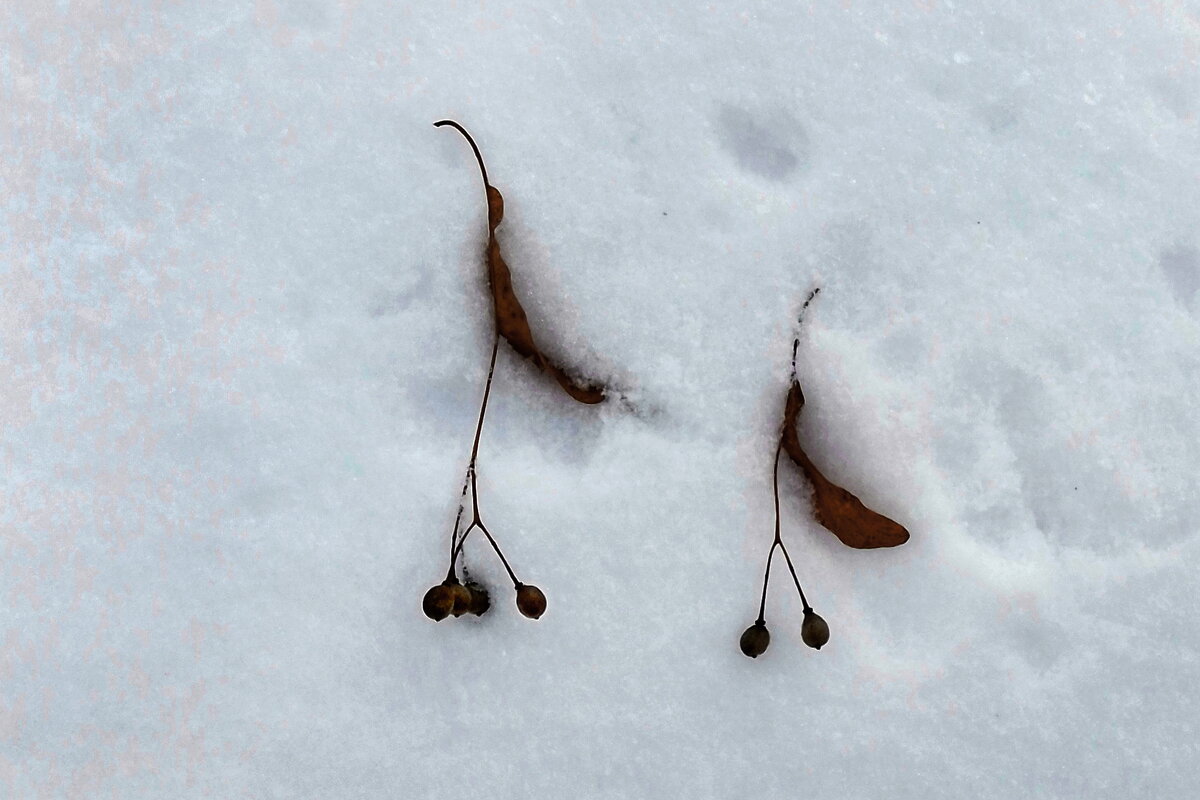 *** - Валентина Береснева