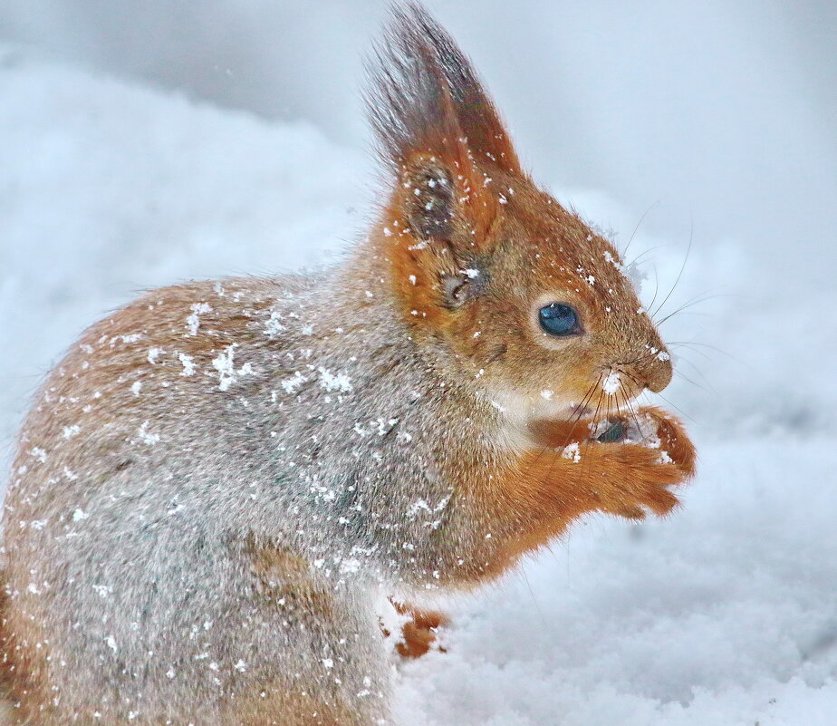 в  снегопад... - Andrey Bragin 