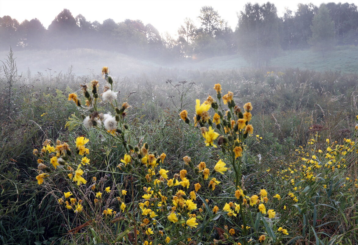 Царицыно 7 сентября - Михаил Бибичков Царицыно 7 сентября - Михаил Бибичков