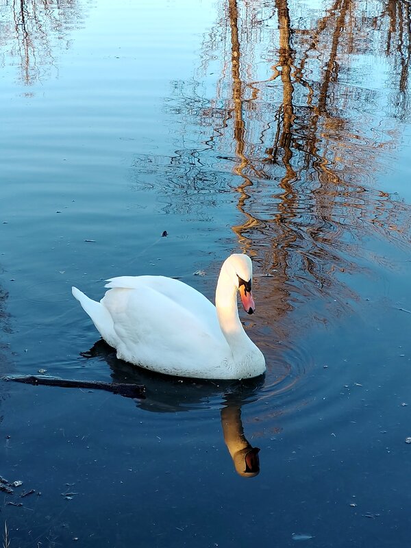 А белый лебедь на пруду... - tatyana 