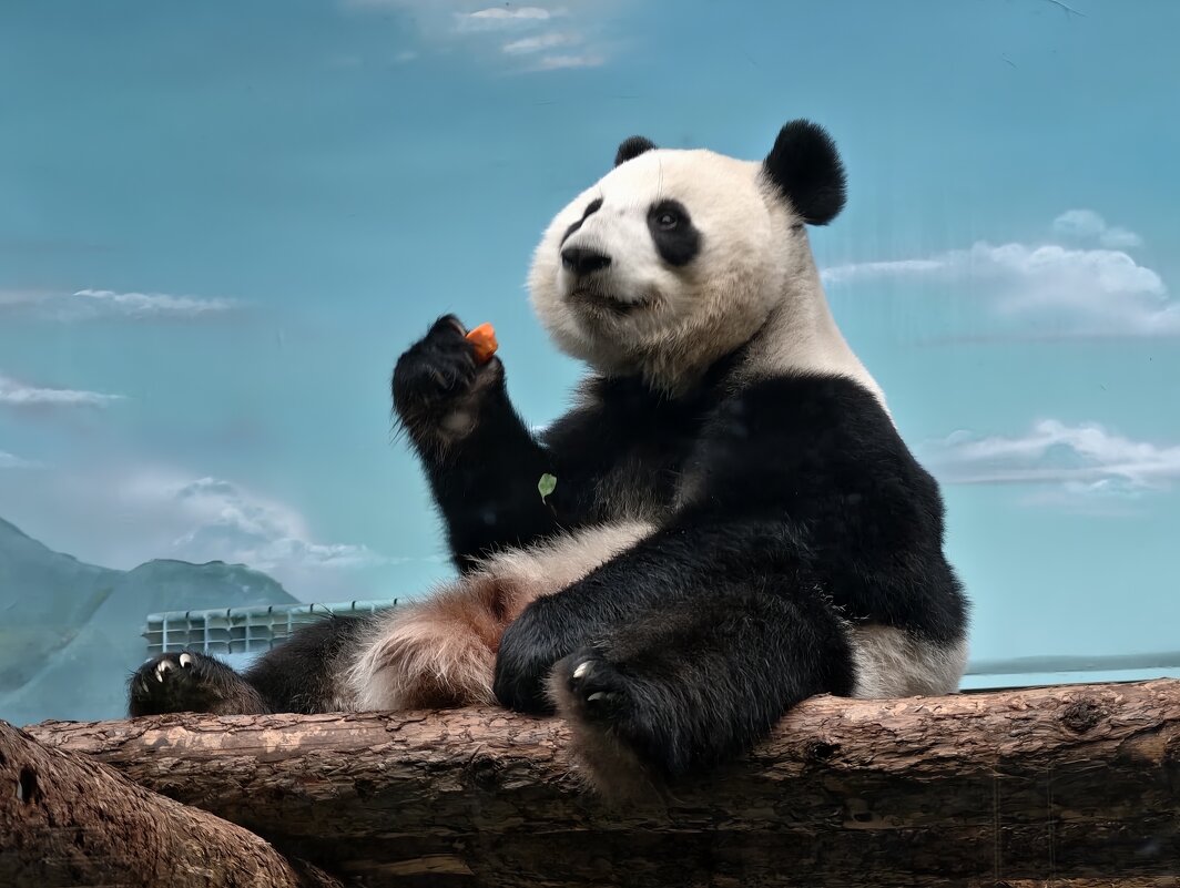 Панда Катюша - <<< Наташа >>>