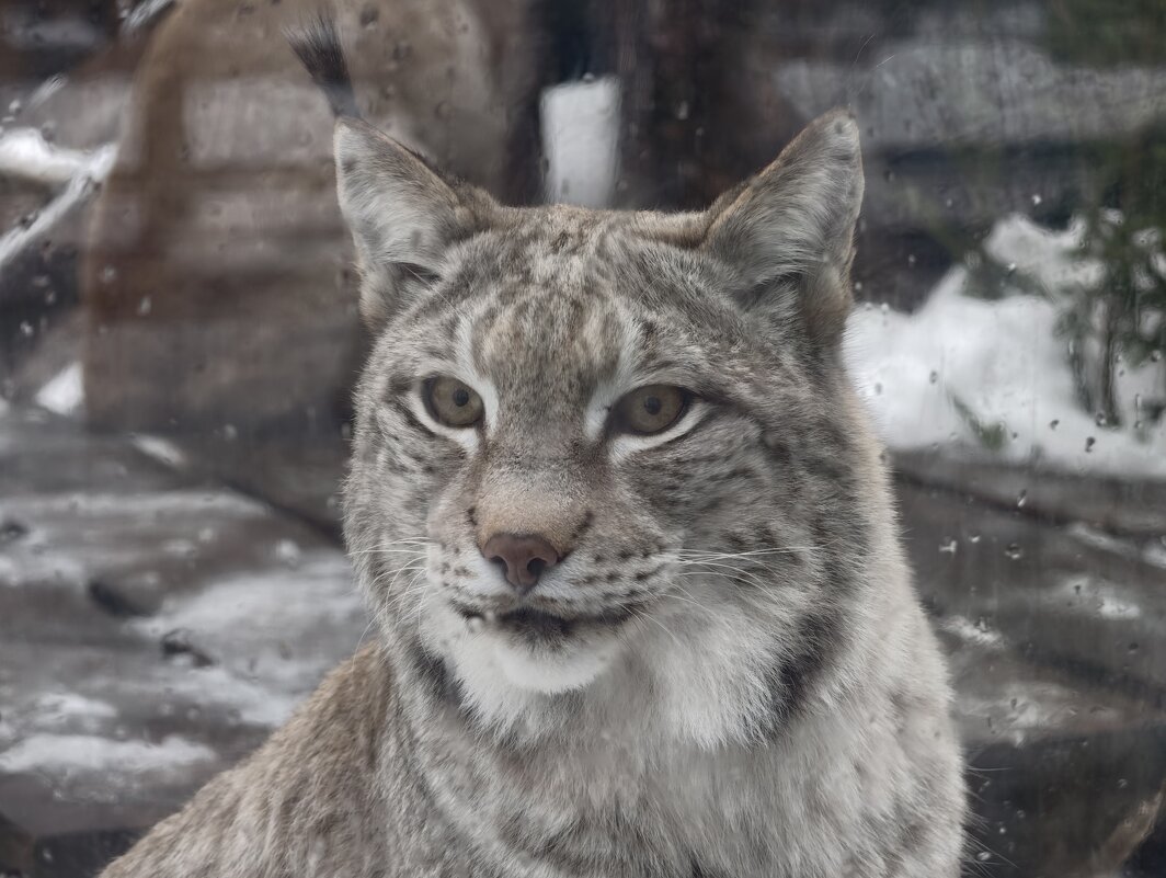 Рысь - <<< Наташа >>>