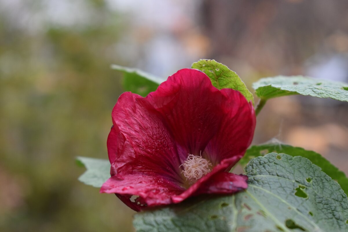 Мальва - Дарья Шуклина