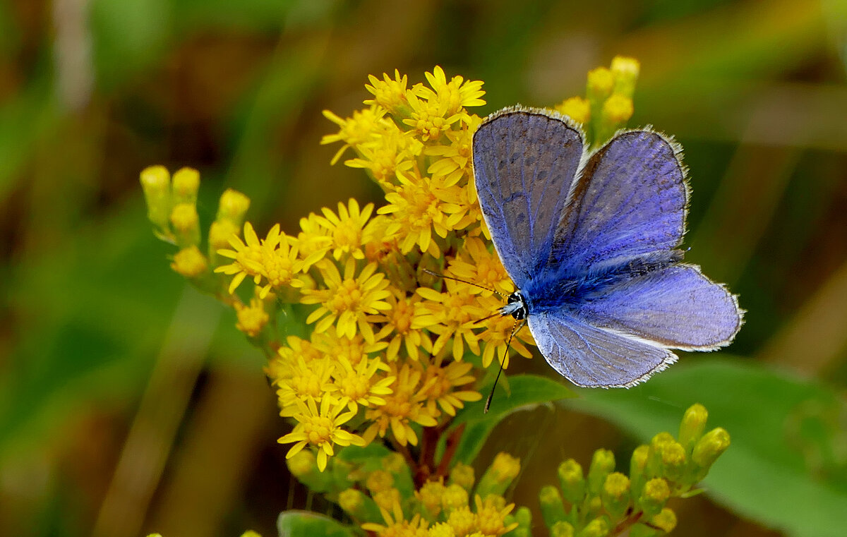 опять про бабочек...444 - Александр Прокудин
