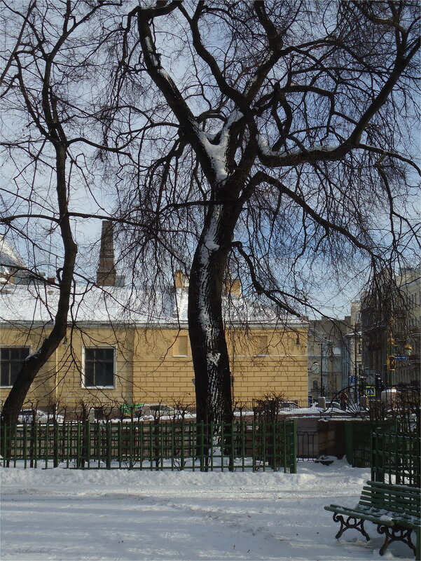 старые деревья Летнего сада - sv.kaschuk 