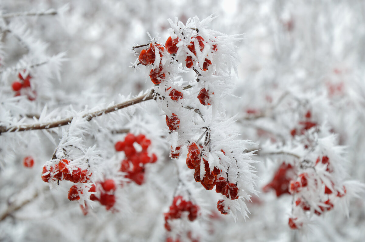 Калина в инее... Ах, эта сказка белая... - Надежда Куркина 