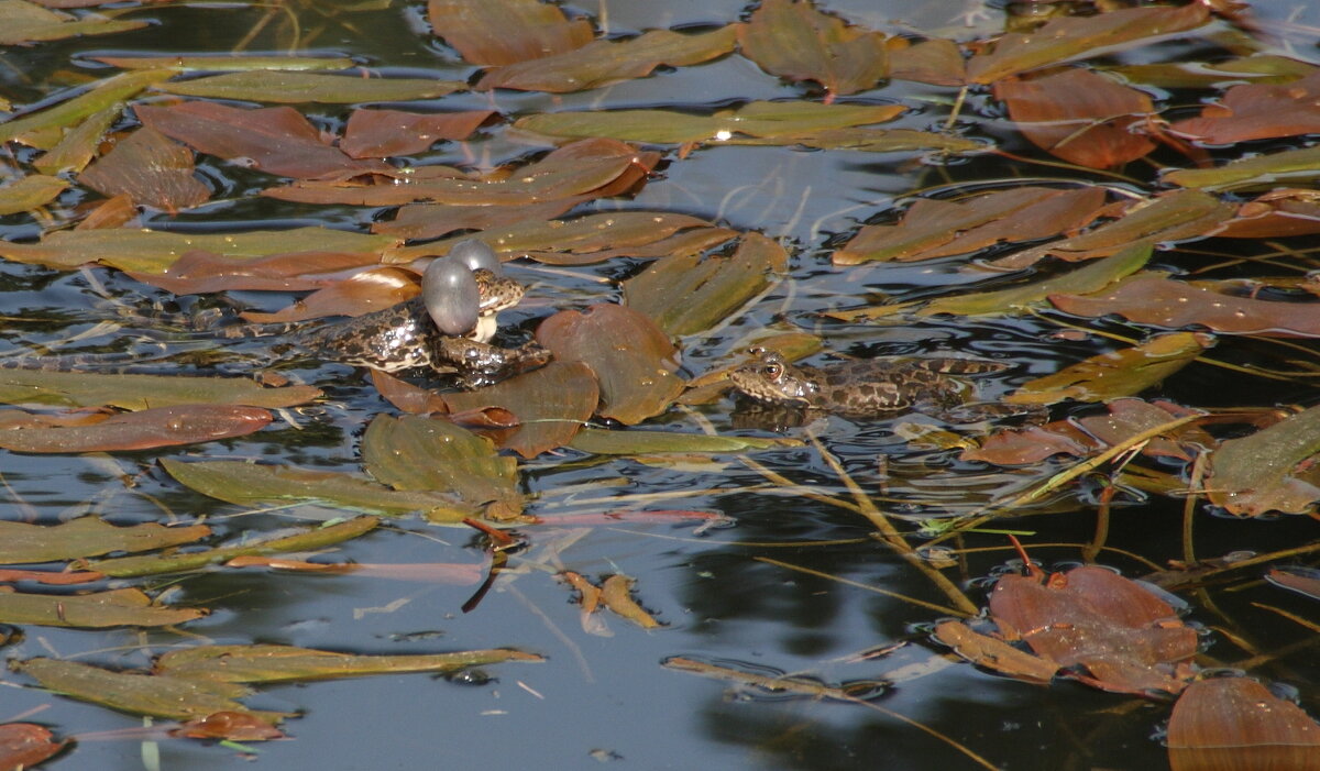 серенада - Всеволод 