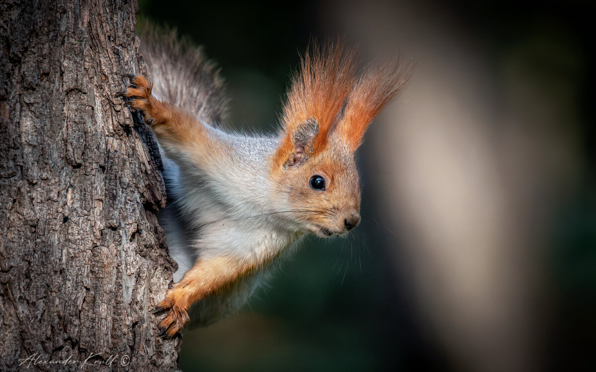 А орешек дашь? - Александр К.