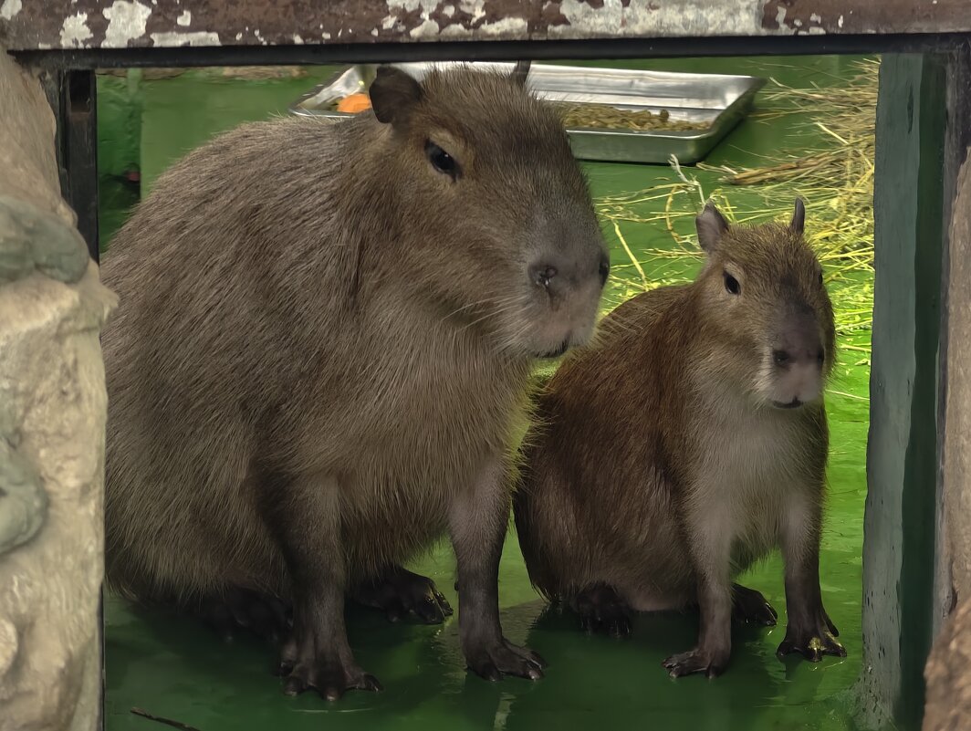 Капибарки - <<< Наташа >>> Капибарки - <<< Наташа >>>