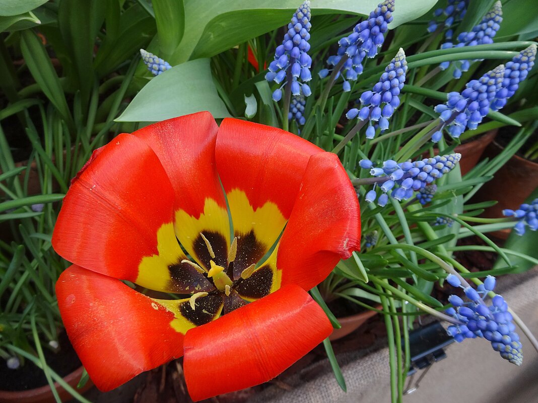 Тюльпан с мускариками - Лидия Бусурина Тюльпан с мускариками - Лидия Бусурина