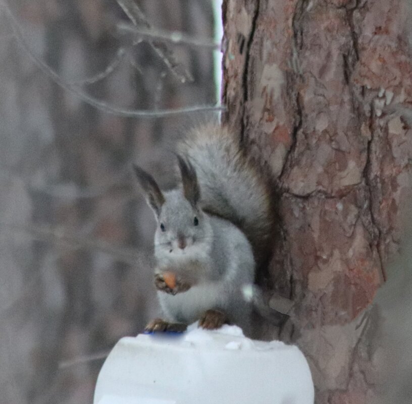 *** - Любовь Сахарова