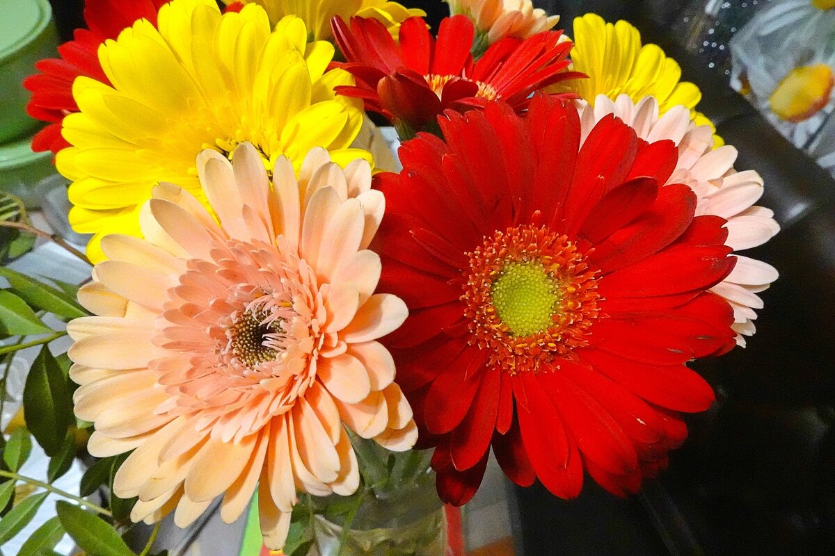 Окраска цветков герберы может быть любой, кроме синей - Валерий Иванович Окраска цветков герберы может быть любой, кроме синей - Валерий Иванович