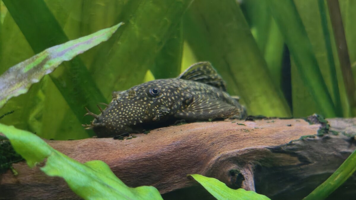 Сомик - Мариша 