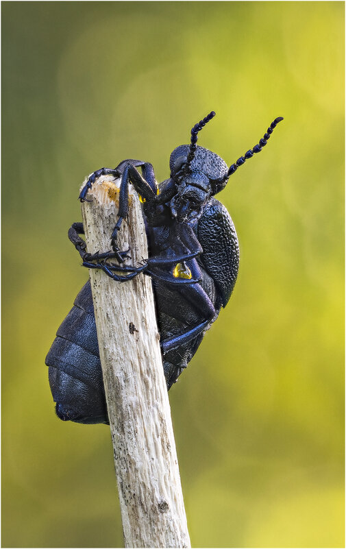 Жук Майка (Meloe). - Александр Григорьев Жук Майка (Meloe). - Александр Григорьев
